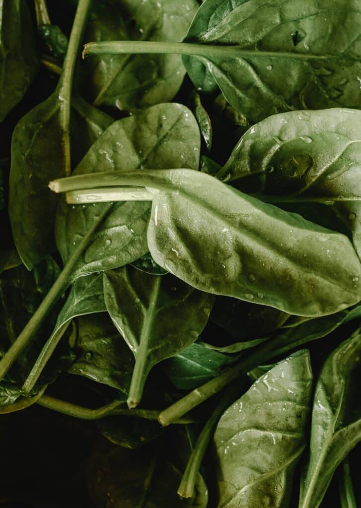 close up of spinach leaves
