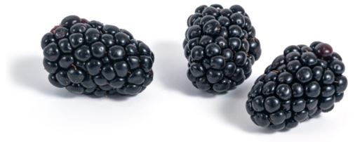 blackberries with white background