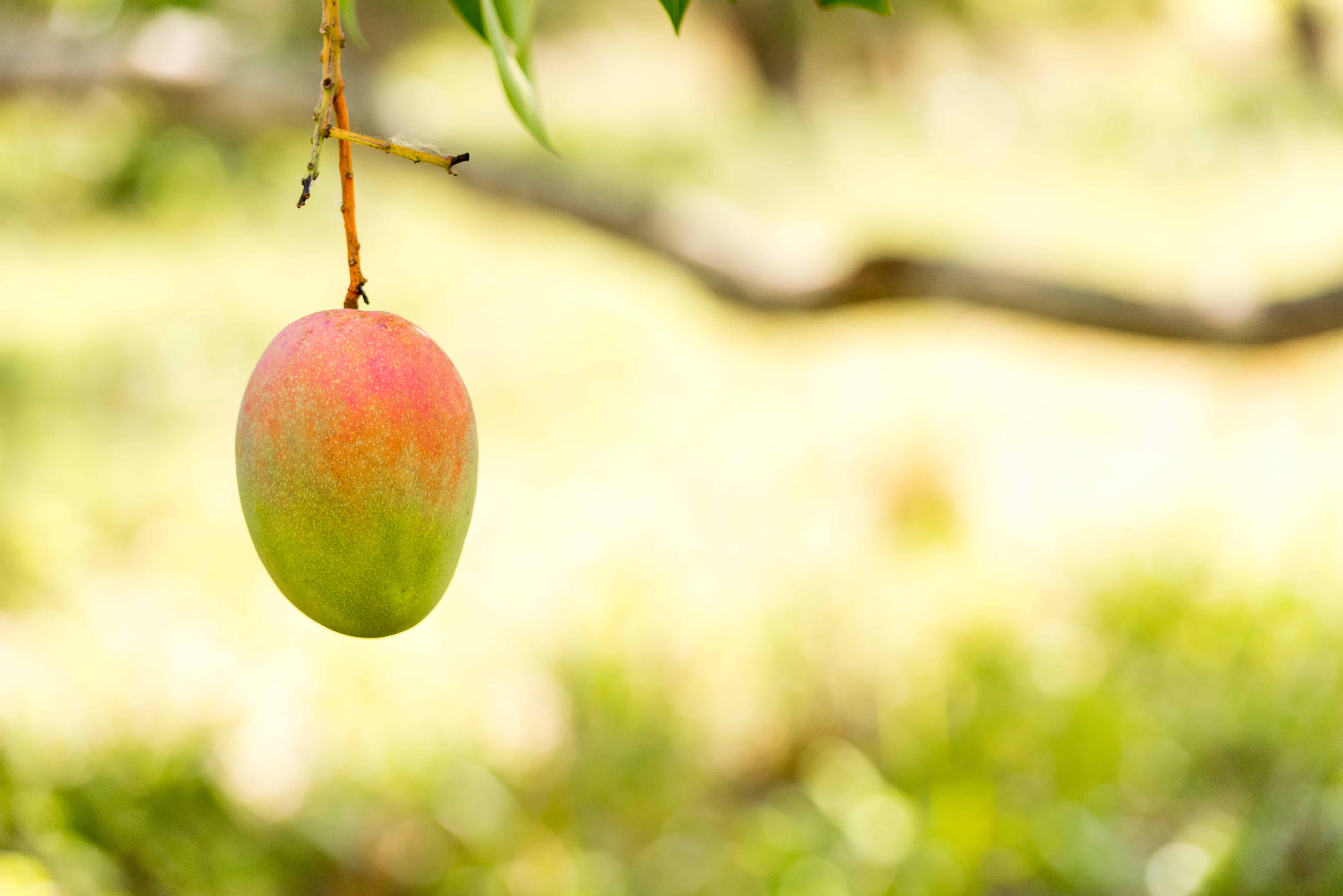 Mango on a tree branch with a blurred outdoors background with greenery.