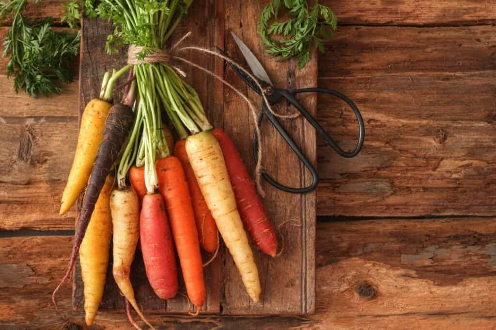 Aerial view of yellow, orange and one purple carrot with their leafy carrot stems tied with burlap twine placed on a medium tone wood cutting board with a pair of kitchen shears with large black handles all set on a rustic wooden table.