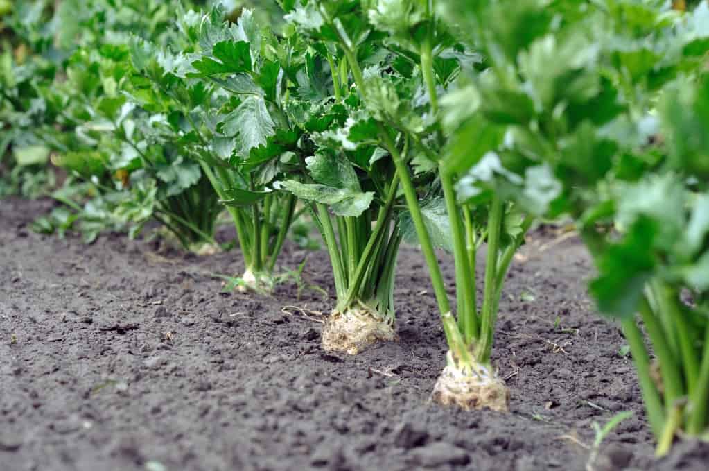 Row of celery growing