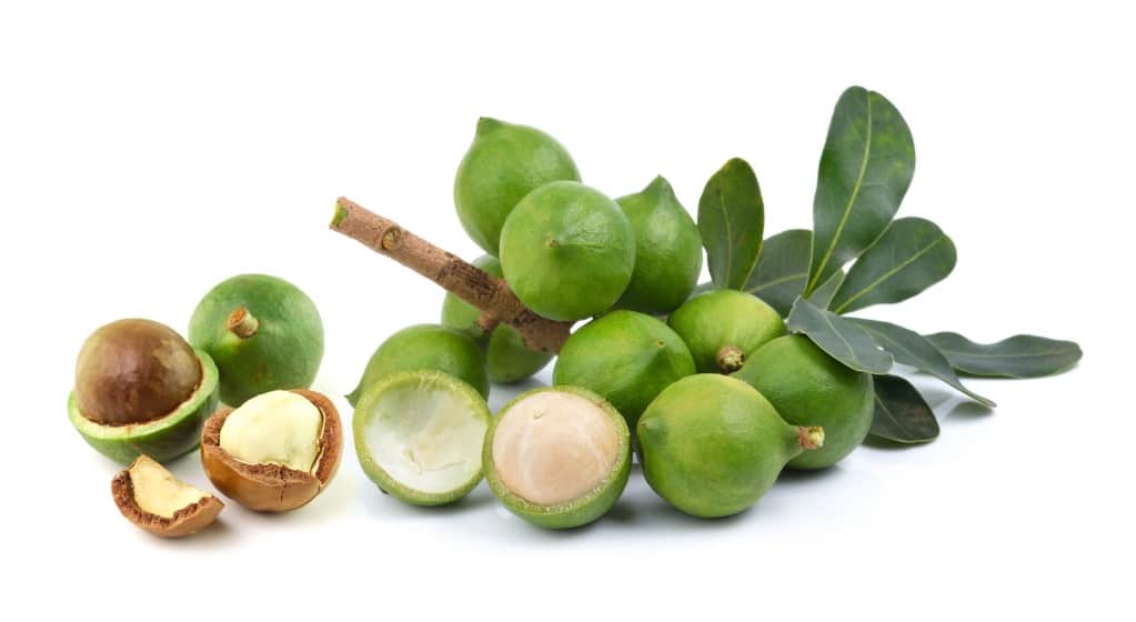 A partial branch with leaves and a cluster of green macadamia nuts , with two opened exposed the inner nut and inner shell on a white background.