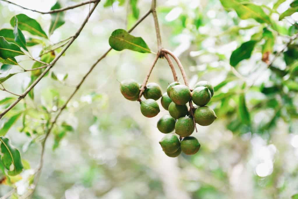A front view of a cluster of young macadamia nuts hanging on branch with an outdoor nature scene in soft focus in the background.
