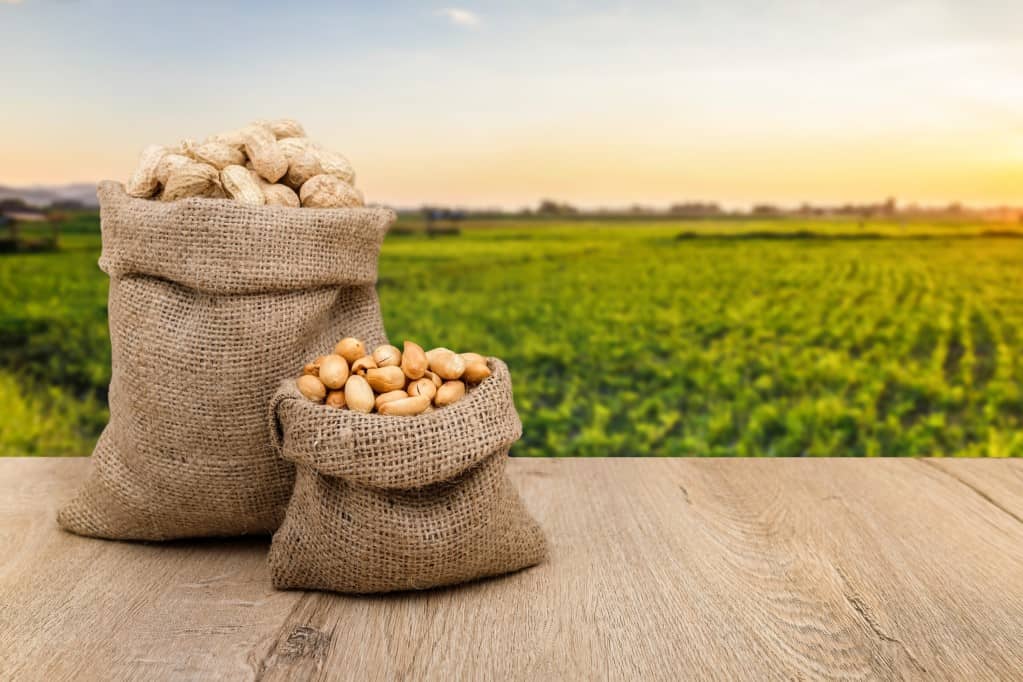 Frontal view of two small burlap bags, one with shelled peanuts, one with peanuts in the shell, placed on a wooden surface in an outdoor setting with a crop field with rows of low green crops in soft focus in the background with the sun low in the sky.