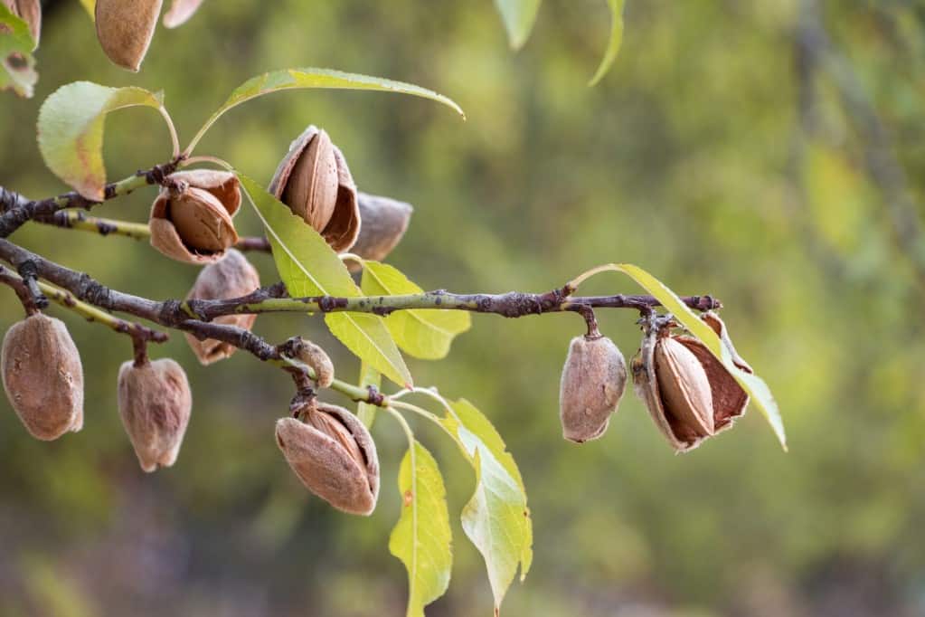 Close up frontal view of a ripe almond nuts on the branches of and almond tree with a green outdoor nature scene in soft focus in the background.