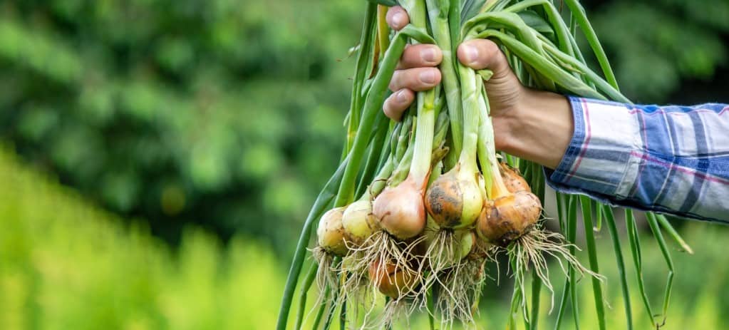 Front view of a bunch of fresh onions in the held up by a farmer out of frame with a green outdoor environment in soft focus in the background.